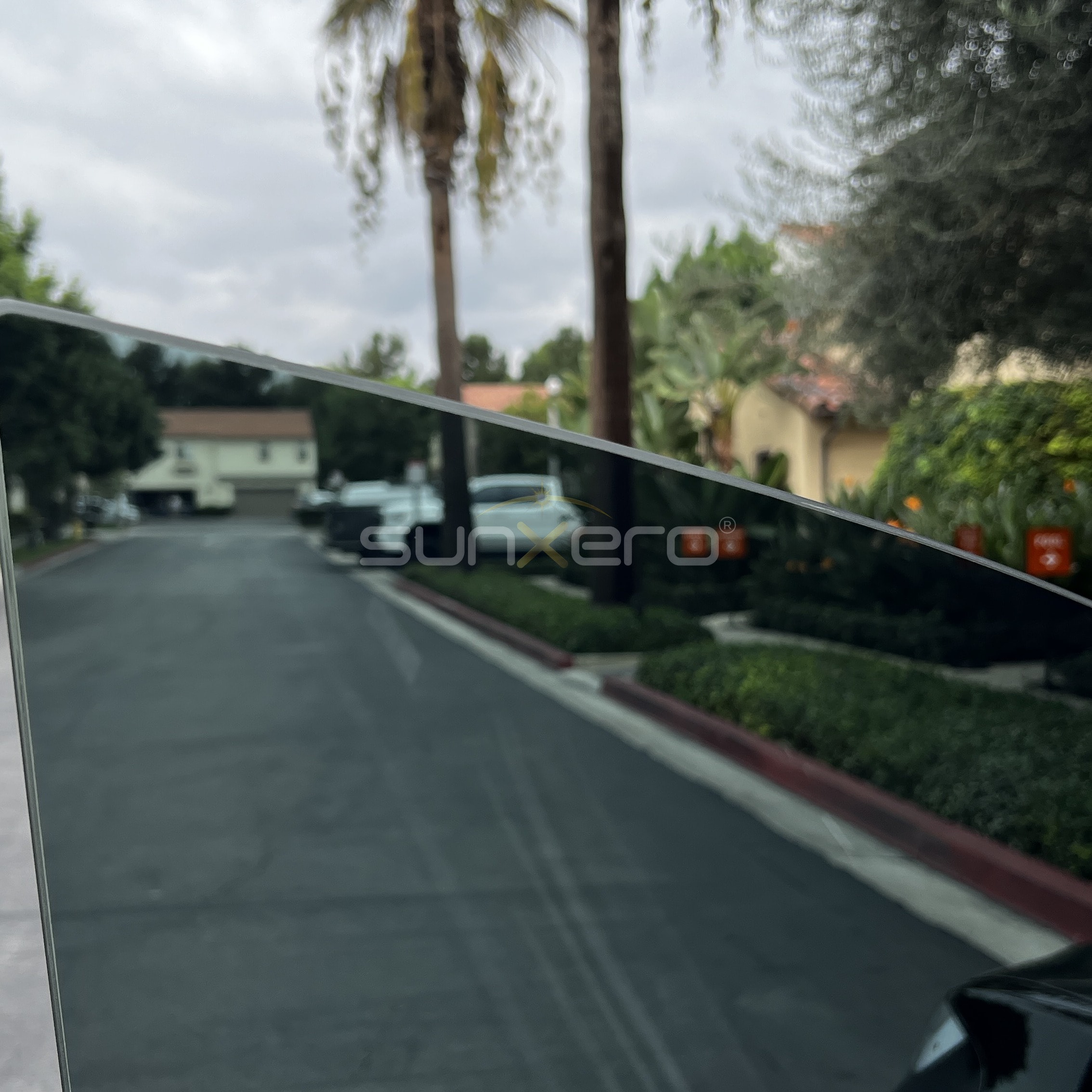 Driveway — Palm Trees