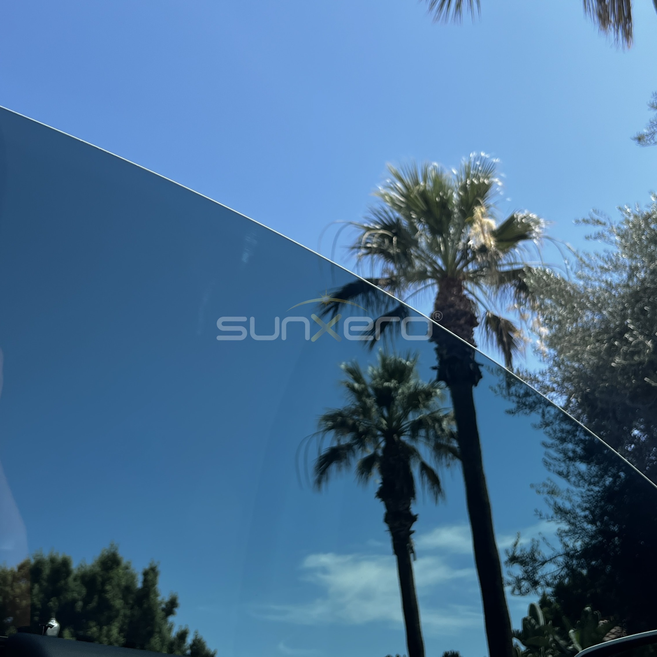 Palm Trees — Modern Building Glass